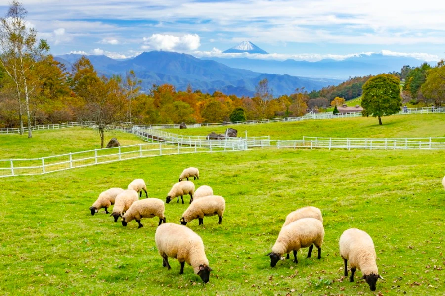 清里高原のエリア紹介イメージ