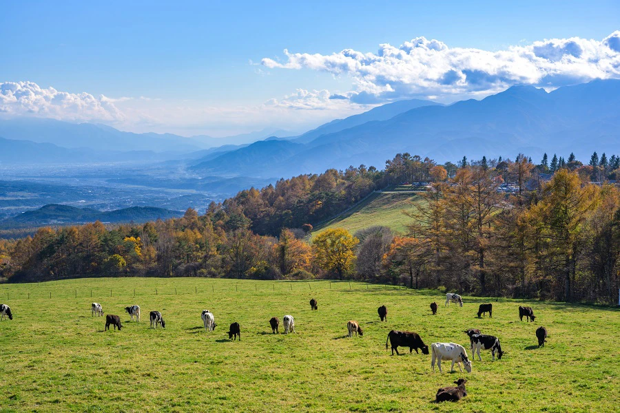 八ヶ岳のイメージ2