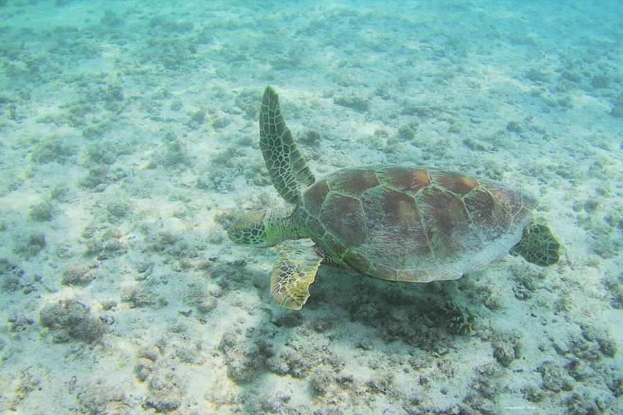 リゾートバイトの休日に体験できる、ウミガメとの出会い。宮古島の美しい海で、一生忘れられない感動的な思い出を。