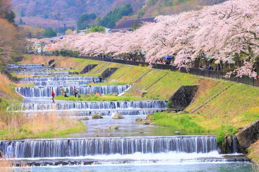 箱根早川堤の桜