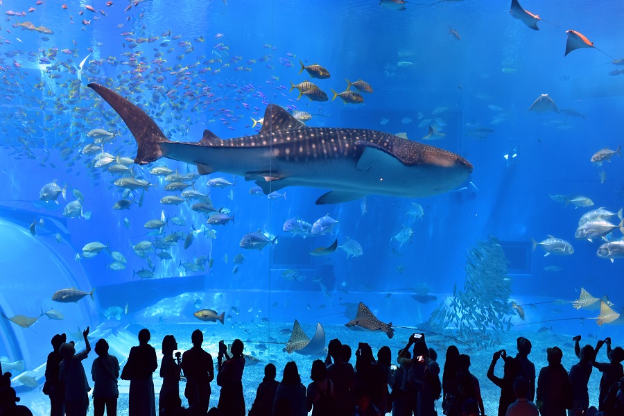 沖縄水族館