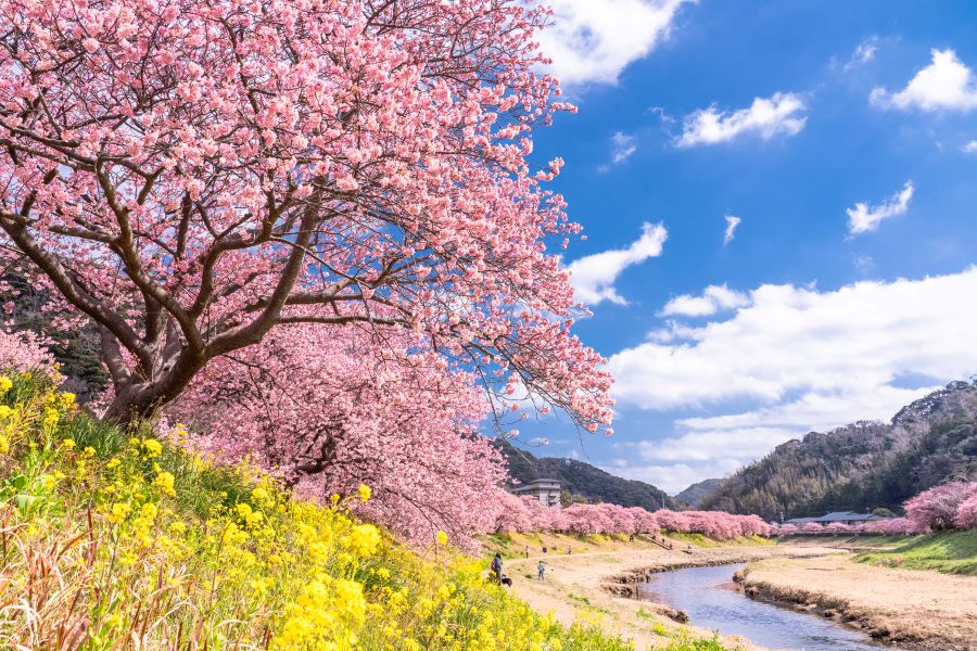 河津桜